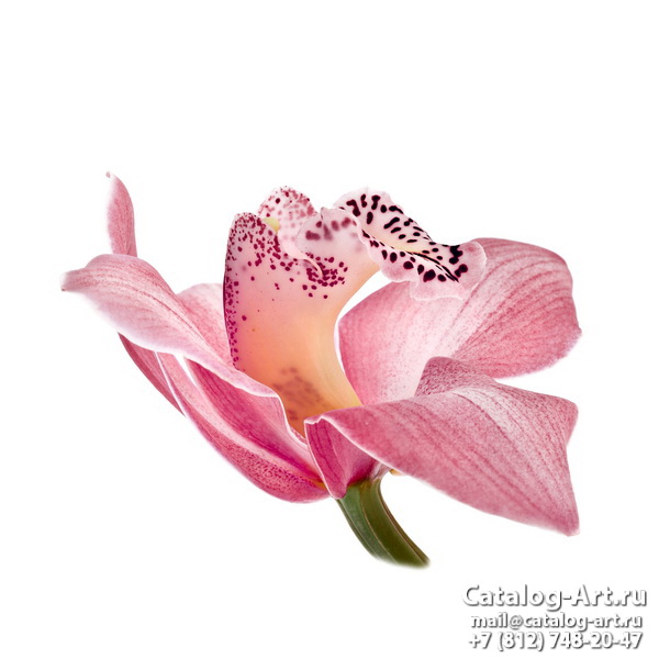 Pink orchids 50
